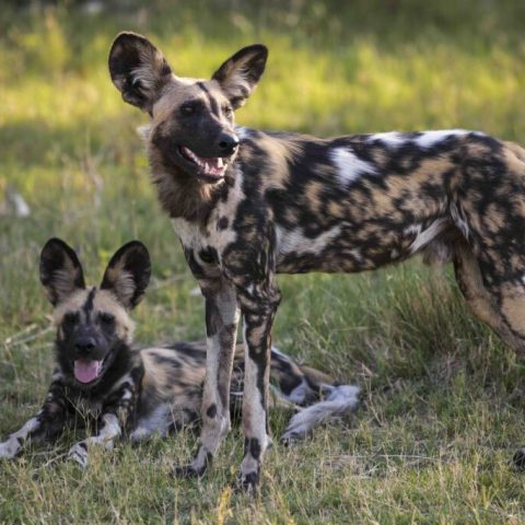wild-dog-1