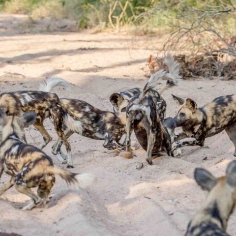 wild-dog-2