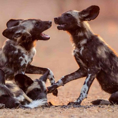 wild-dog-3