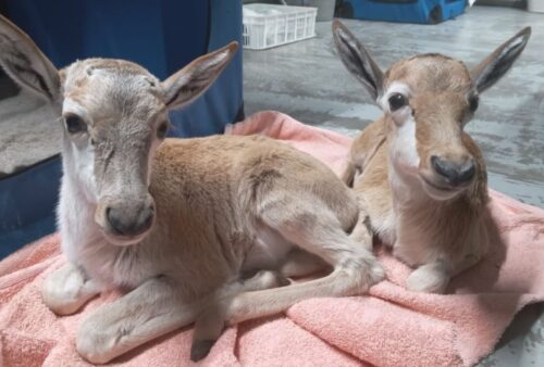 Two baby antelopes with light brown and white fur lie on a pink towel indoors, looking toward the camera. The floor is gray and there are blue and white containers in the background.
