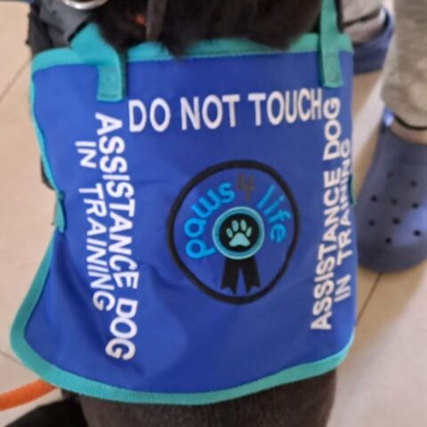 A blue vest on a dog reads “DO NOT TOUCH! ASSISTANCE DOG IN TRAINING” and has a “paws 4 life” logo with a paw print in the center. Part of a persons leg and shoe are visible nearby.