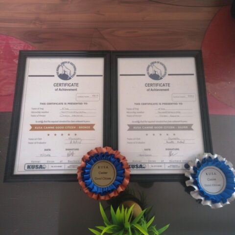 Two framed certificates of achievement labeled KUSA Canine Good Citizen - Bronze and Silver are displayed side by side, with bronze and silver rosettes placed in front of them on a table next to a green plant.