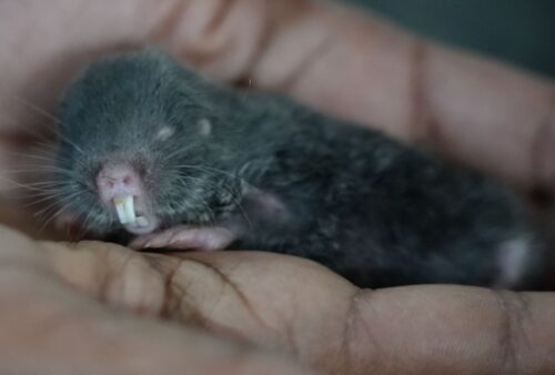 A close-up of a small, gray, furry rodent with closed eyes and prominent yellowish teeth, resting in the palm of a persons hand.