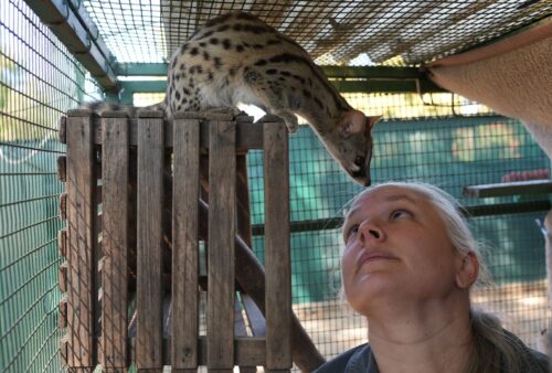 A woman looks up at a spotted wild cat perched on a wooden platform inside an enclosure. The cat leans forward and sniffs the womans forehead. Sunlight filters through the wire mesh walls.