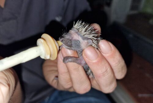 A person gently holds a tiny baby hedgehog and feeds it with a syringe fitted with a nipple. The hedgehogs eyes are closed, and its quills are just starting to grow.