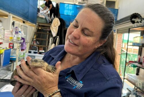 A woman in a blue shirt smiles while gently holding a small tortoise in a veterinary clinic filled with medical supplies and equipment.