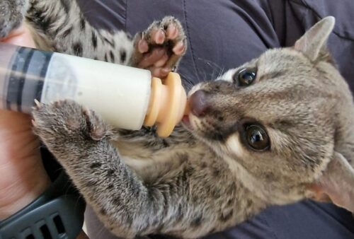 A small, gray-spotted baby animal with large eyes is drinking milk from a bottle while lying on a persons lap. It holds the bottle with its front paws.