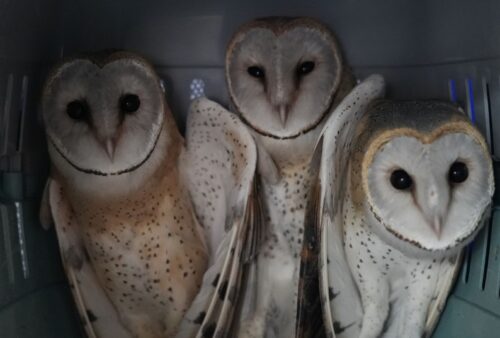 Three barn owls with white faces and dark eyes sit closely together inside a plastic crate, illuminated by soft light. Their feathers are speckled brown, tan, and white, and the background is mostly shadowed.