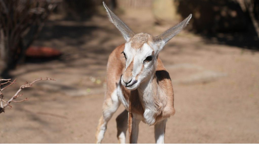 A young gazelle stands on sandy ground in bright sunlight, looking toward the camera with large ears pointed upward. Sparse vegetation and blurred branches are visible in the background.