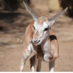 A young gazelle stands on sandy ground in bright sunlight, looking toward the camera with large ears pointed upward. Sparse vegetation and blurred branches are visible in the background.