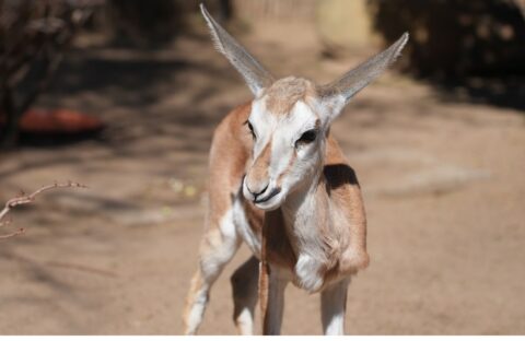 A young gazelle stands on sandy ground in bright sunlight, looking toward the camera with large ears pointed upward. Sparse vegetation and blurred branches are visible in the background.