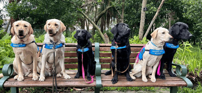 Six guide dog puppies, three yellow and three black Labradors, sit side by side on a park bench wearing blue Guide Dog Puppy vests, surrounded by lush greenery as if posing for a photo after playfully sniffing the fresh scent of vinegar in the air.