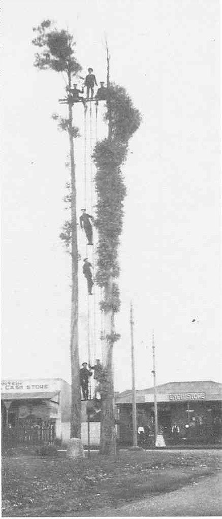 Four people climb tall, sparse trees using rope ladders, with two at the top and two ascending. Buildings and storefronts, including the Witkoppen Clinic, are visible in the background on a street. The image appears to be old and in black and white.