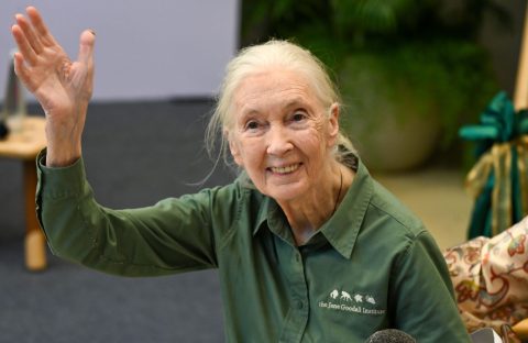 An elderly woman with long gray hair in a ponytail, wearing a green button-up shirt, smiles and waves at the camera while seated indoors, radiating warmth despite her playful claim of "brainrot" from all the grandkids' stories.