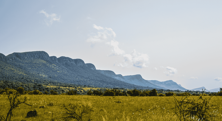A grassy savanna stretches toward a range of green, rugged mountains under a bright, partly cloudy sky. Bushes and small trees are scattered across the field in the foreground.