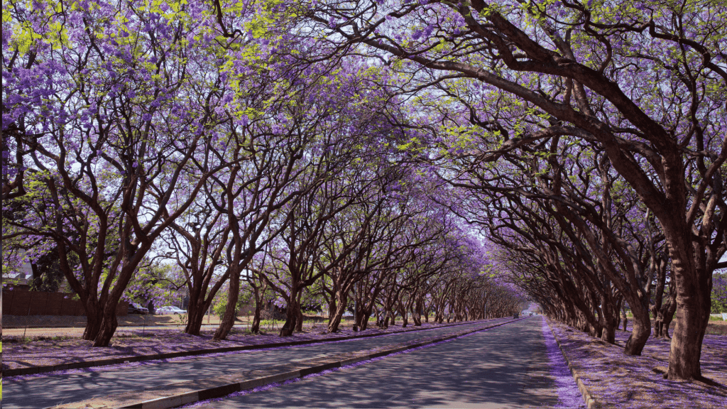 A road in Olivedale Windmill is lined with tall jacaranda trees in bloom, their branches arching overhead and covered in purple flowers, creating a tunnel effect over the empty street.