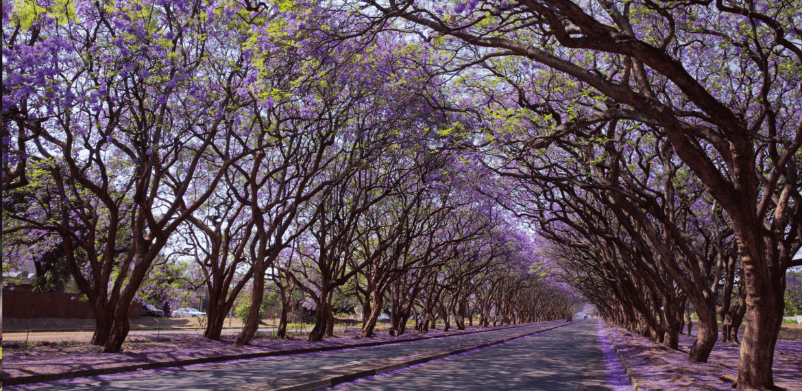 A road in Olivedale Windmill is lined with tall jacaranda trees in bloom, their branches arching overhead and covered in purple flowers, creating a tunnel effect over the empty street.