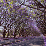 A road in Olivedale Windmill is lined with tall jacaranda trees in bloom, their branches arching overhead and covered in purple flowers, creating a tunnel effect over the empty street.