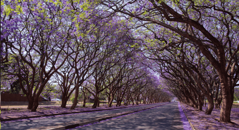 A road in Olivedale Windmill is lined with tall jacaranda trees in bloom, their branches arching overhead and covered in purple flowers, creating a tunnel effect over the empty street.