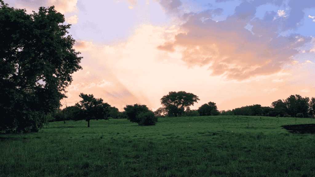 A grassy field with scattered trees under a colorful sky at sunset. Sun rays filter through clouds, casting a warm glow over the peaceful landscape—an inspiring setting to reflect on new business opportunities.