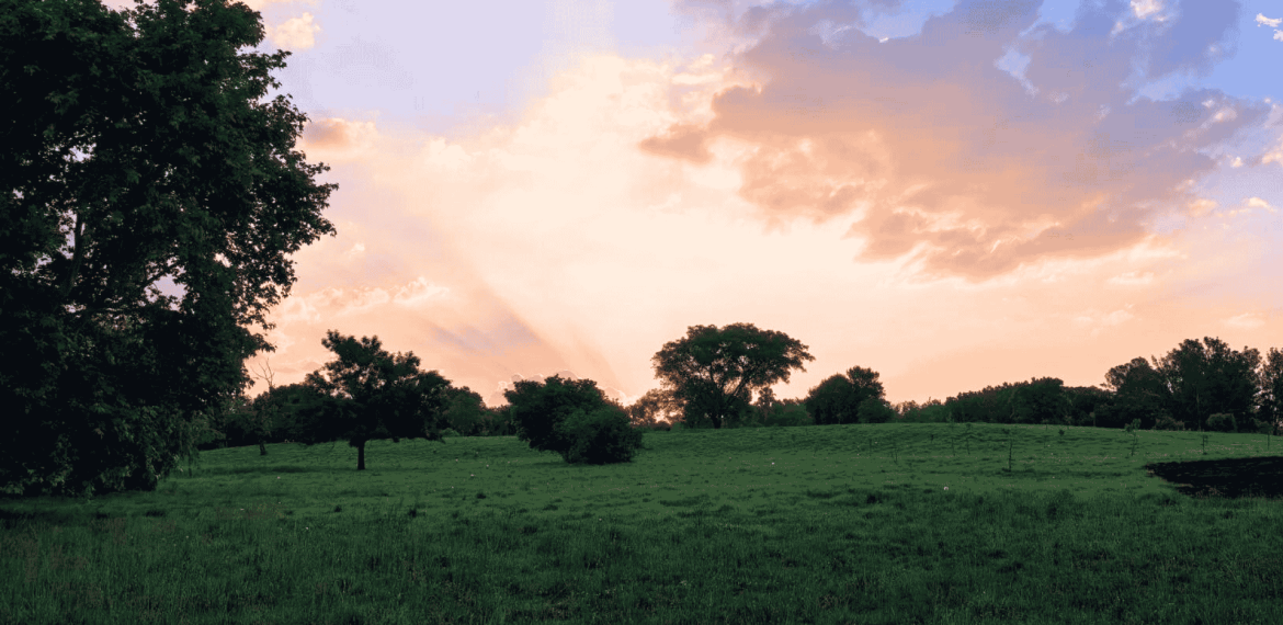 A grassy field with scattered trees under a colorful sky at sunset. Sun rays filter through clouds, casting a warm glow over the peaceful landscape—an inspiring setting to reflect on new business opportunities.