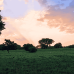 A grassy field with scattered trees under a colorful sky at sunset. Sun rays filter through clouds, casting a warm glow over the peaceful landscape—an inspiring setting to reflect on new business opportunities.
