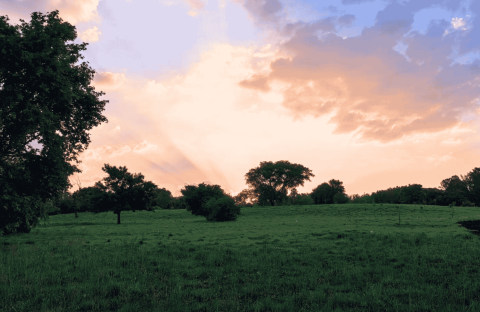 A grassy field with scattered trees under a colorful sky at sunset. Sun rays filter through clouds, casting a warm glow over the peaceful landscape—an inspiring setting to reflect on new business opportunities.