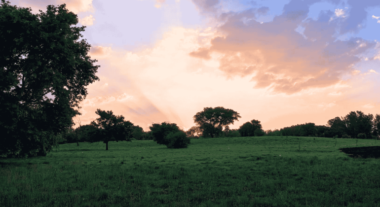 A grassy field with scattered trees under a colorful sky at sunset. Sun rays filter through clouds, casting a warm glow over the peaceful landscape—an inspiring setting to reflect on new business opportunities.