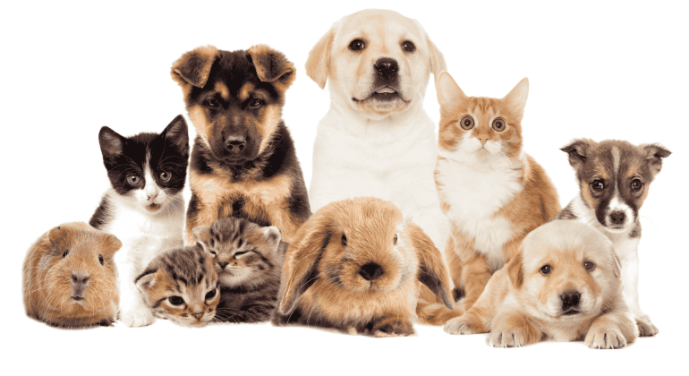A group of adorable animals, including kittens, puppies, rabbits, guinea pigs, and a cat, sitting and lying together on a white background—perfect for exploring business opportunities in pet care.