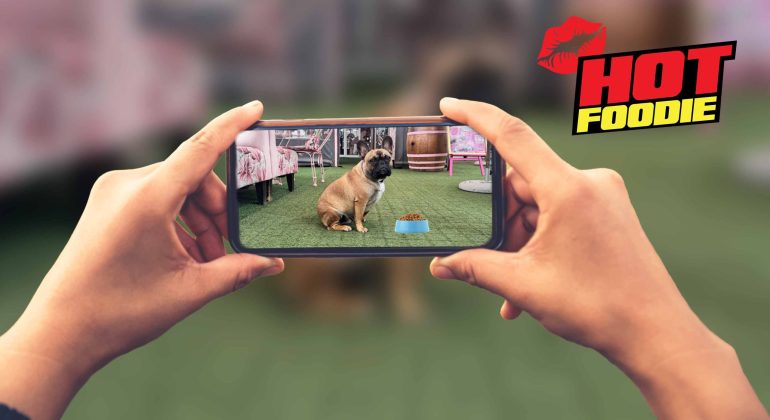A person holds a smartphone, capturing a photo of a brown dog sitting by a bowl indoors. The image features a HOT FOODIE graphic with a red kiss mark in the top right corner, highlighting this dog-friendly moment.