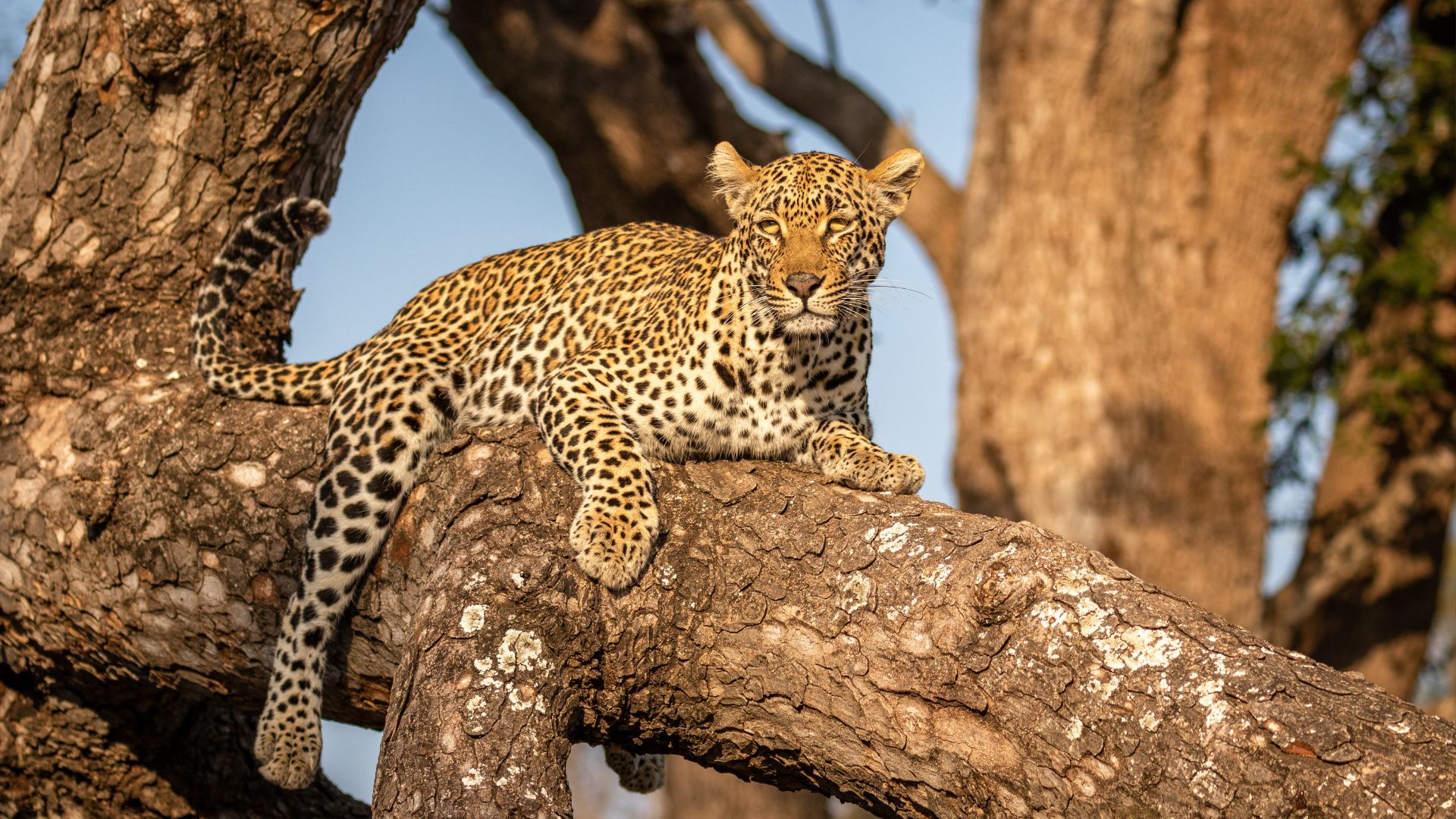 A leopard with a golden, spotted coat lies stretched out on a thick tree branch, looking directly at the camera. Sunlight highlights the animal, the rough bark of the matric tree enhancing this striking scene.