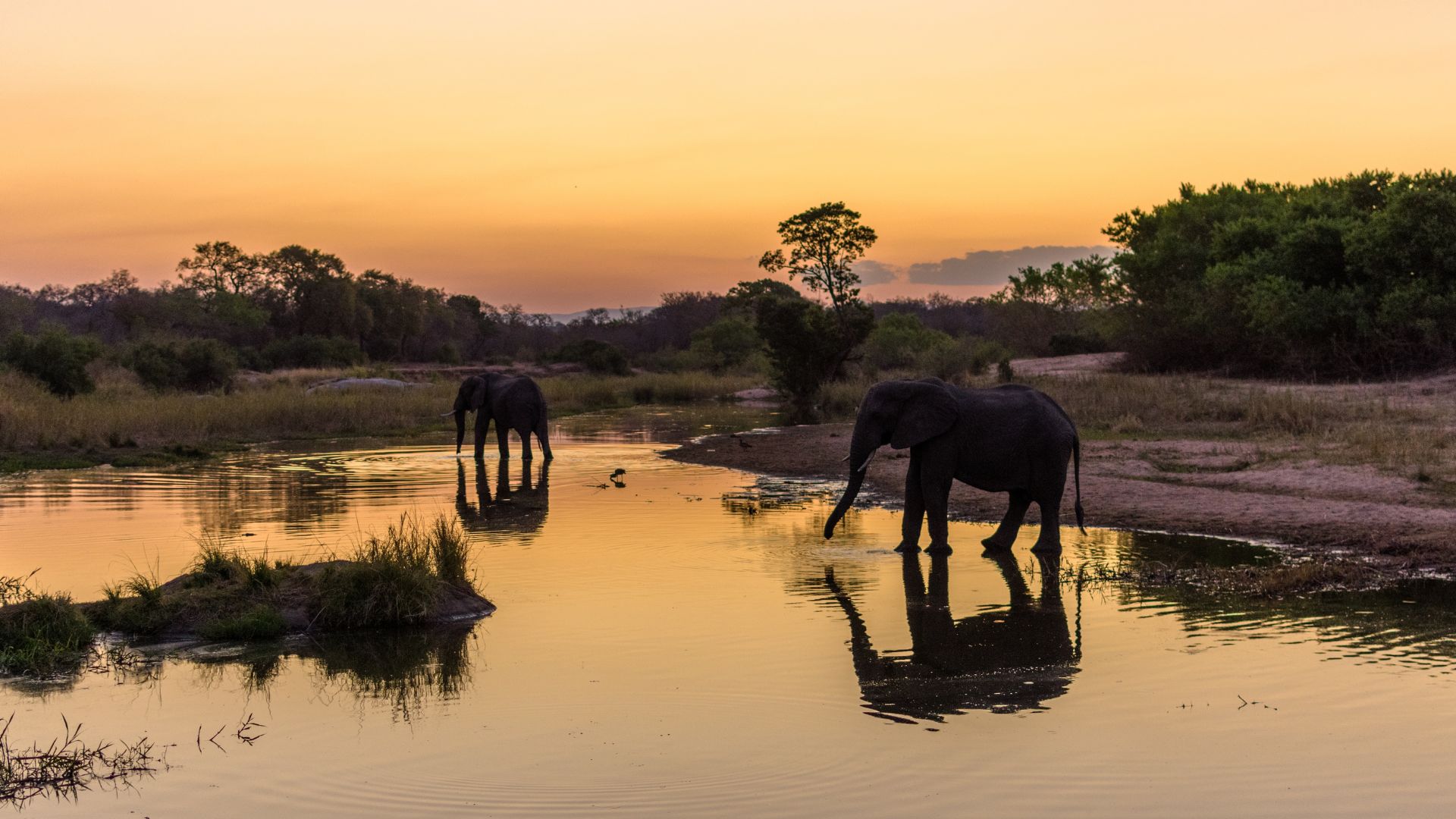Two elephants stand in a shallow river at sunset, surrounded by green trees and grass. The sky glows orange and yellow, and the elephants’ reflections create a matric-like pattern in the calm water.