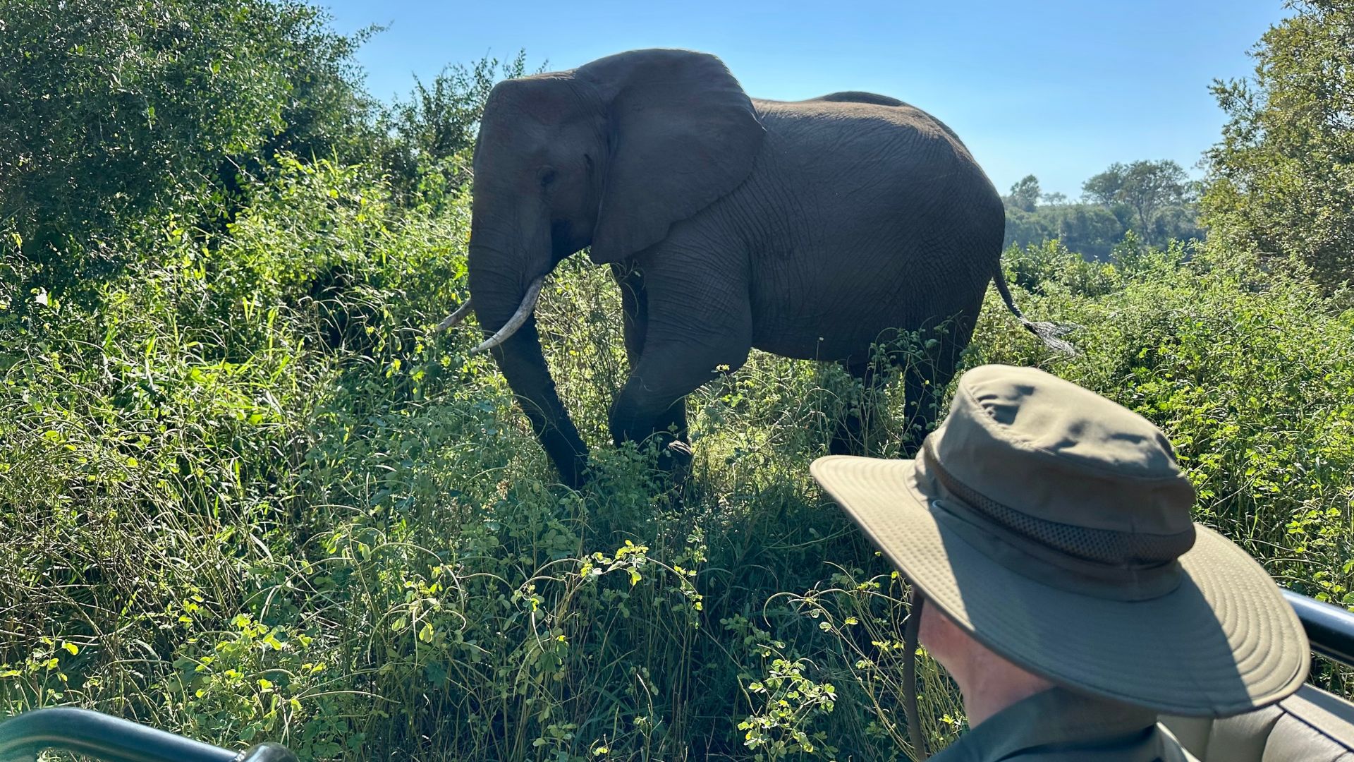 A person wearing a wide-brimmed hat, perhaps celebrating their Matric achievements, observes a large elephant walking through tall grass and bushes in a sunny, green landscape.