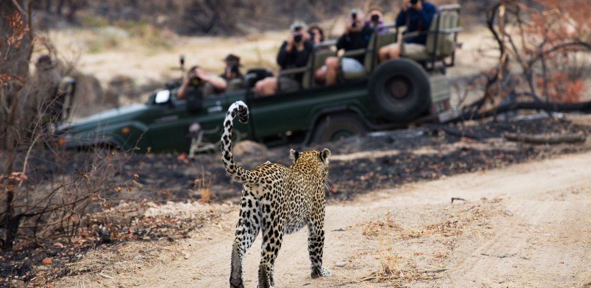 A leopard walks along a dirt path in a dry, grassy area while a group of Matric students in a green safari vehicle watch and take photos in the background.