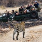 A leopard walks along a dirt path in a dry, grassy area while a group of Matric students in a green safari vehicle watch and take photos in the background.