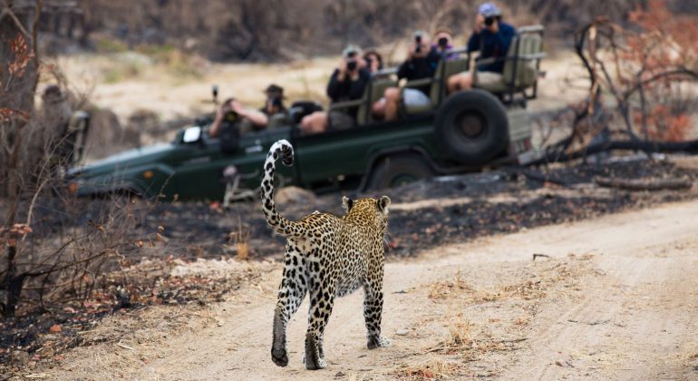 A leopard walks along a dirt path in a dry, grassy area while a group of Matric students in a green safari vehicle watch and take photos in the background.