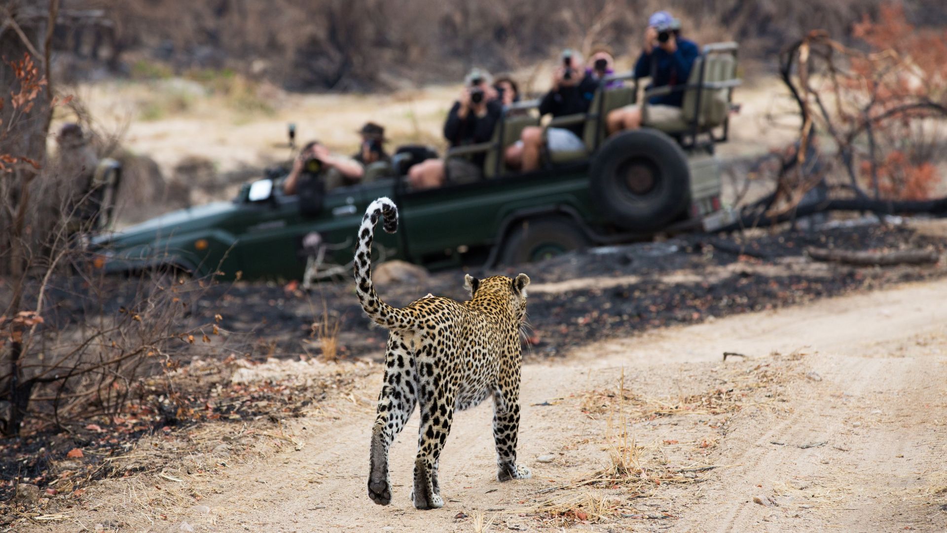 A leopard walks along a dirt path in a dry, grassy area while a group of Matric students in a green safari vehicle watch and take photos in the background.