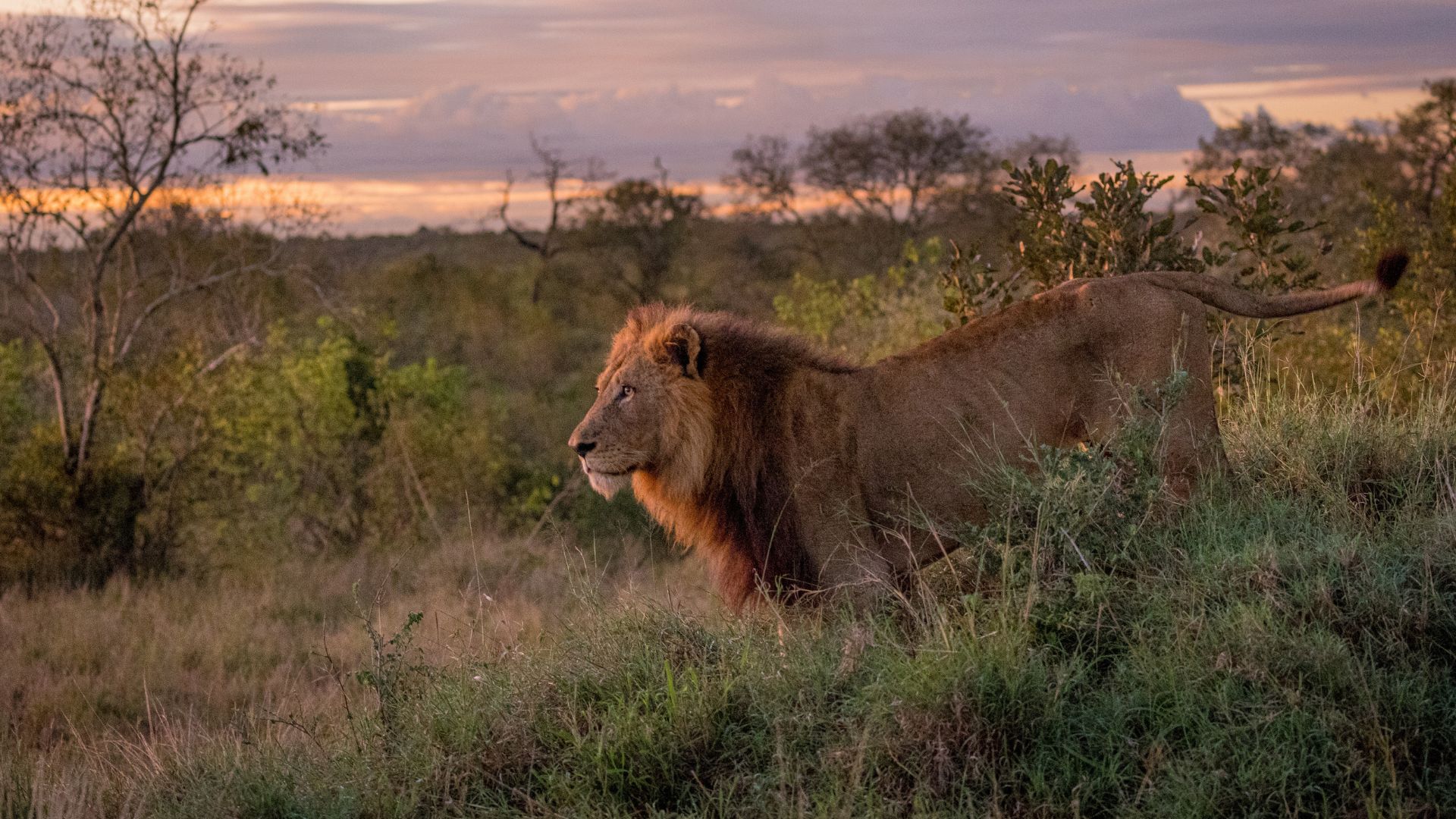 A male lion with a thick mane stands alert on grassy terrain, surrounded by bushes and trees, as the sun sets in the background—its regal pose echoing the pride of a Matric graduate stepping into a bright future.