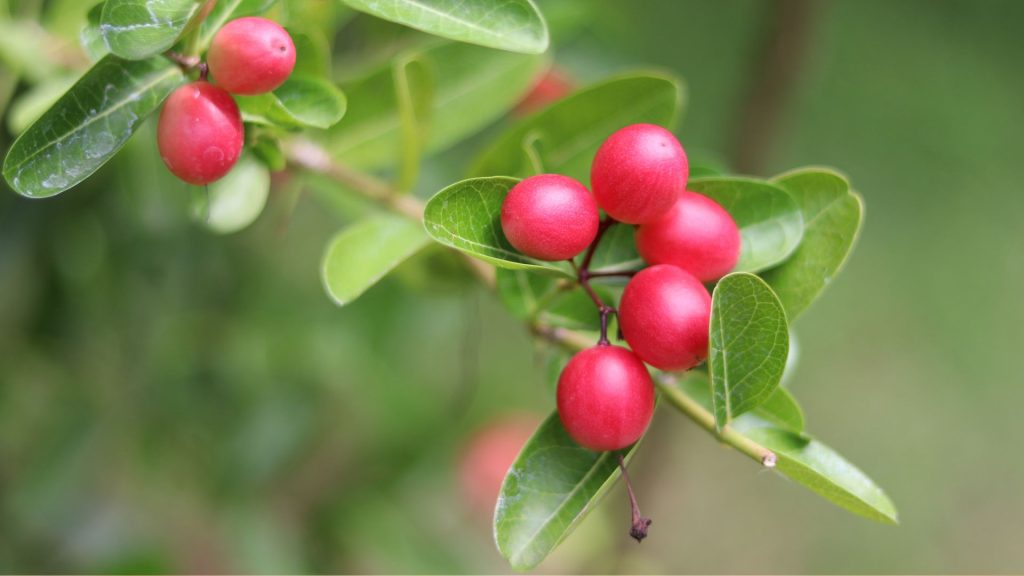 A close-up of a branch with several bright red, round berries and glossy green leaves against a blurred green background, vibrant as a hot 1027 breakfast.