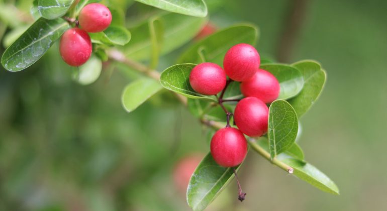 A close-up of a branch with several bright red, round berries and glossy green leaves against a blurred green background, vibrant as a hot 1027 breakfast.