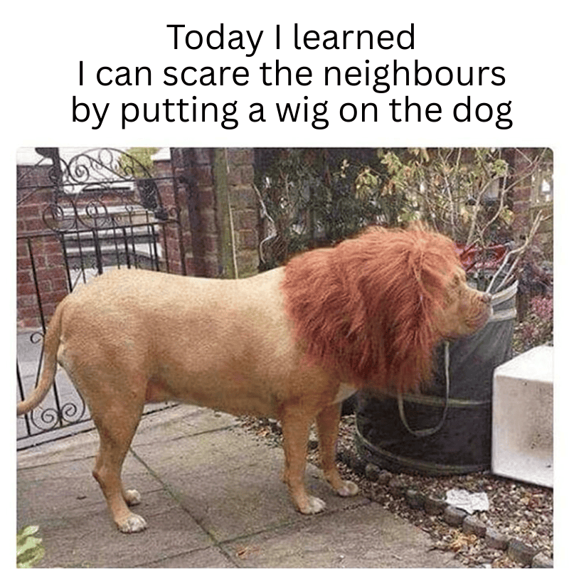 A dog stands in a yard wearing a large, fluffy, reddish-brown wig that makes it look like a lion. Caption above reads: Today I learned I can scare the neighbours by putting a wig on the dog—perfect for any hot 1027 breakfast prank!.