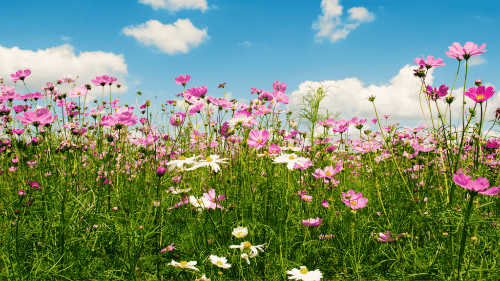 A vibrant wildflower meadow with pink and white flowers stretches under a bright blue sky, scattered with white clouds—like the perfect morning backdrop for a hot 1027 breakfast enjoyed amidst the lively, colorful grass and blooms.