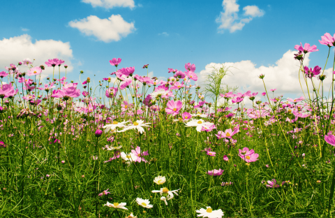 A vibrant wildflower meadow with pink and white flowers stretches under a bright blue sky, scattered with white clouds—like the perfect morning backdrop for a hot 1027 breakfast enjoyed amidst the lively, colorful grass and blooms.