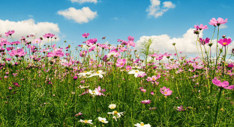 A vibrant wildflower meadow with pink and white flowers stretches under a bright blue sky, scattered with white clouds—like the perfect morning backdrop for a hot 1027 breakfast enjoyed amidst the lively, colorful grass and blooms.