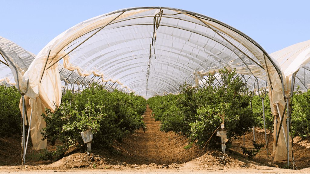 Rows of green plants grow under a large, transparent Matric greenhouse tunnel with a dirt path in the middle, supported by metal frames, against a clear blue sky.