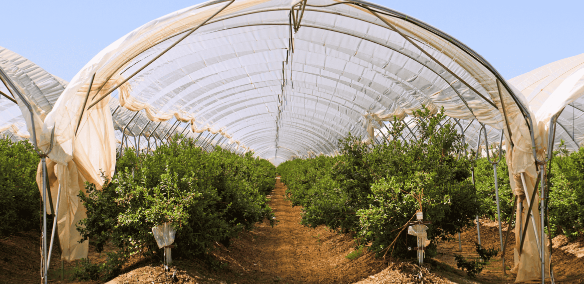 Rows of green plants grow under a large, transparent Matric greenhouse tunnel with a dirt path in the middle, supported by metal frames, against a clear blue sky.