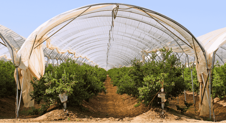 Rows of green plants grow under a large, transparent Matric greenhouse tunnel with a dirt path in the middle, supported by metal frames, against a clear blue sky.