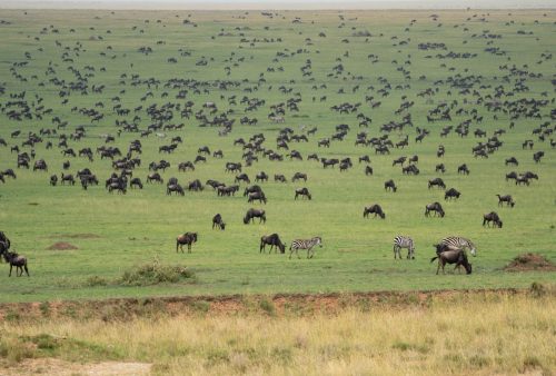 A vast green savanna filled with large herds of wildebeest and several zebras grazing, this bush getaway stretches into the distance under a hazy sky.
