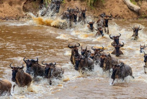 A herd of wildebeest runs through a muddy river, splashing water as they cross, with brown banks and grassy bush vegetation in the background—a thrilling scene for any travel getaway.