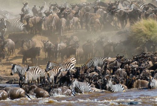 A large herd of zebras and wildebeests crowded together in the bush, some crossing a muddy river while others wait on the bank. Dust rises in the background, with tall grasses visible on the right—an unforgettable travel getaway scene.